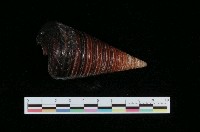 藏品(望遠鏡海蜷)的圖片